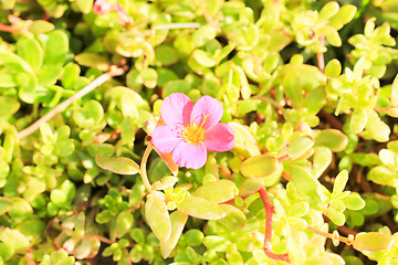 Image showing Pink Flower