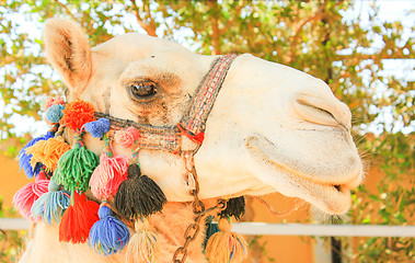 Image showing Face of Camel.