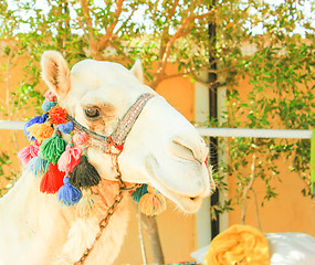 Image showing Camel\'s Head