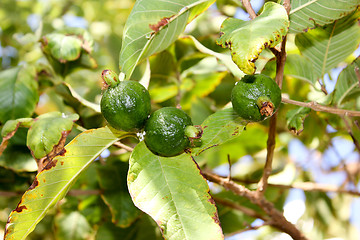 Image showing pomegranate