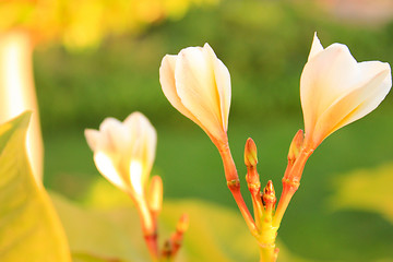 Image showing Magnolia tree flowers. 