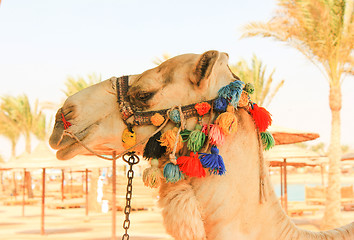 Image showing Camel\'s Head. 