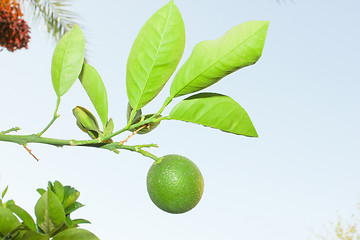 Image showing Green Orange fruit