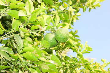 Image showing Orange fruits