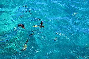 Image showing Fish swimm in the Sea. 