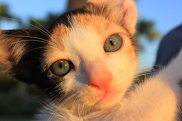 Image showing Tricolor domestic kitten. 