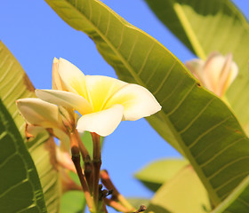 Image showing Magnolia tree flower