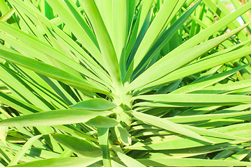 Image showing Green Leaf