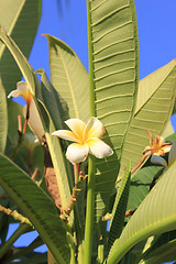 Image showing Magnolia Flower