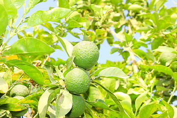 Image showing Orange garden