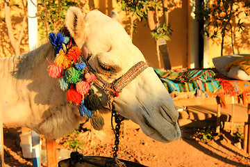 Image showing Camel\'s Head. 