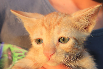 Image showing Red domestic kitten. 