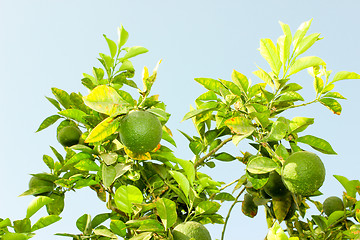 Image showing Orange fruits