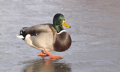 Image showing Mallard