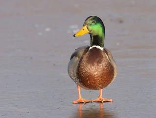 Image showing Mallard