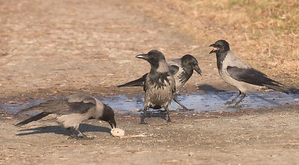 Image showing Hooded Crow