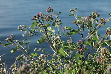 Image showing bush thistles on a blue background close to