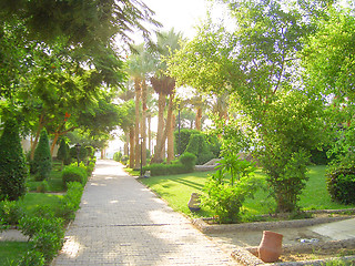 Image showing Green Trees