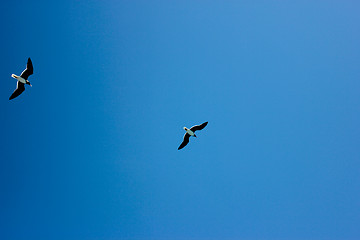 Image showing Seagulls Flying in The Blue Sky. 