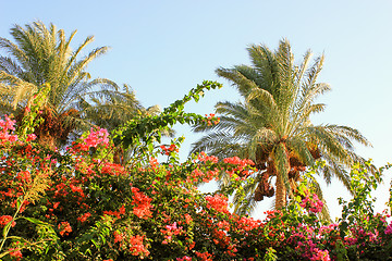 Image showing Palm trees