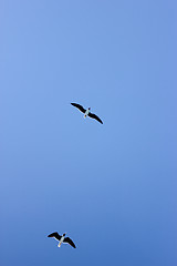 Image showing Seagulls Flying in The Blue Sky.