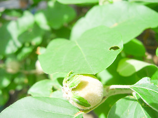 Image showing Green Quince.