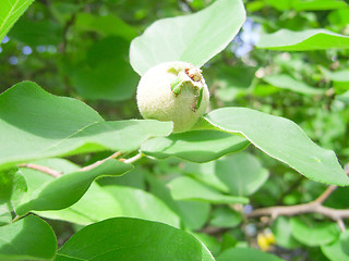 Image showing Green quinces.