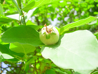 Image showing Green Quince.