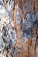 Image showing pine bark