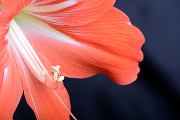 Image showing beautiful red gladiolus, close up