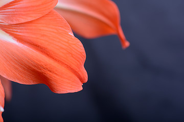 Image showing Red lily flower. Abstract background. Close-up.