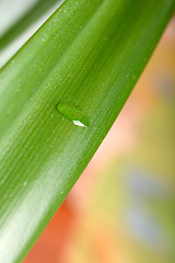 Image showing green leaves with water droplets close-up