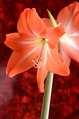 Image showing Beautiful red lily close up