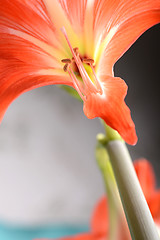 Image showing Beautiful red lily close up