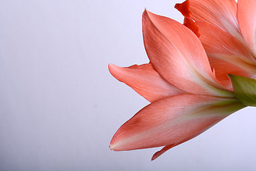 Image showing beautiful red gladiolus, close up