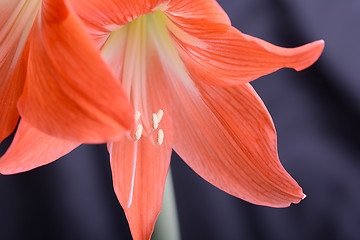 Image showing beautiful red gladiolus, close up