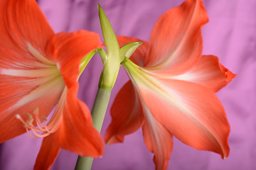 Image showing beautiful red gladiolus, close up