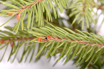 Image showing Christmas green tree eve 