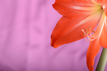 Image showing Beautiful red lily close up