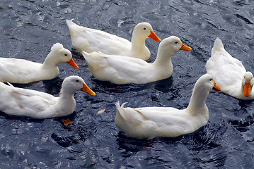 Image showing White ducks