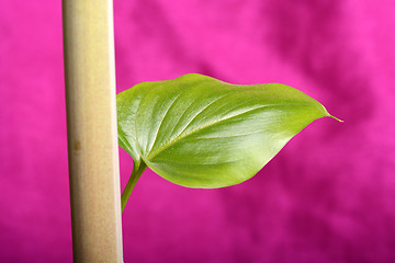 Image showing Fresh green leaf texture