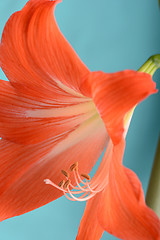 Image showing beautiful red gladiolus, close up