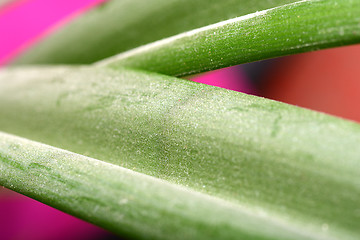 Image showing Fresh green leaf texture