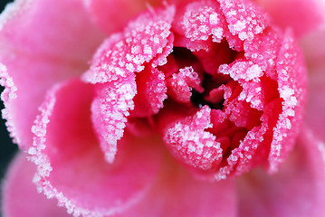 Image showing Icy rose