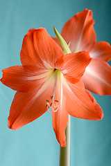 Image showing Beautiful red lily close up