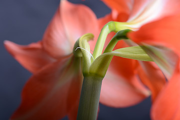 Image showing Red lily flower. Abstract background. Close-up.