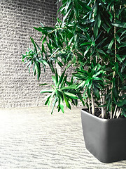 Image showing Green plant in a gray room with brick wall