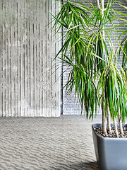 Image showing Green tropical plant in a gray room