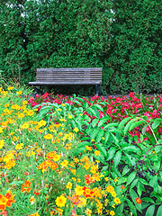 Image showing Wooden bench in blooming summer garden
