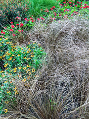 Image showing Decorative grass and flowers in a summer garden